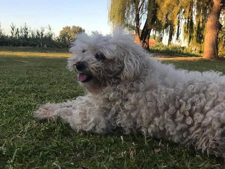 Se le perdió una caniche de 10 años y ahora ofrece su celular como recompensa