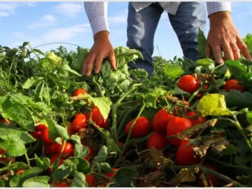 Los créditos para cosecha de tomate ya están a disposición de los productores