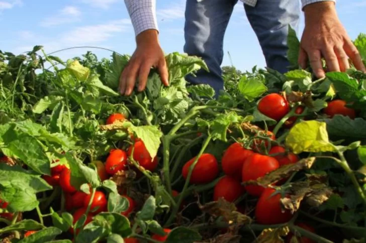 Los créditos para cosecha de tomate ya están a disposición de los productores