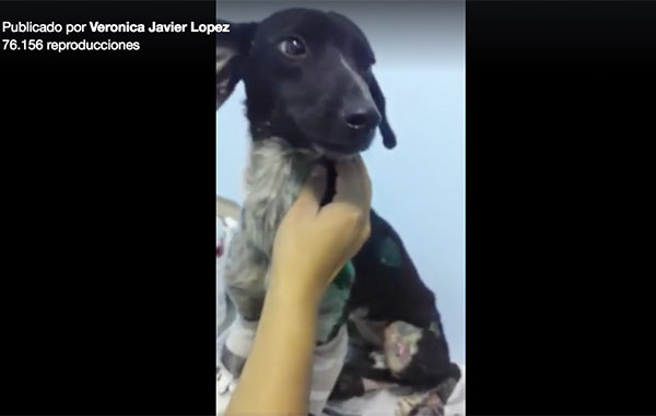 Así está ‘Luna’, la perrita arrastrada por un taxista