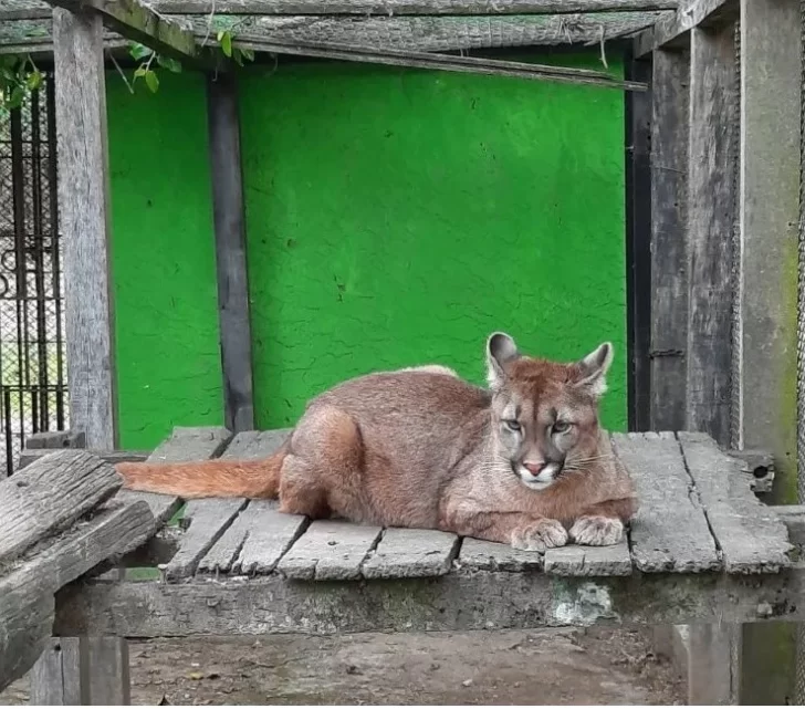 Inseguridad: delincuentes se robaron un puma de su jaula en una reserva silvestre