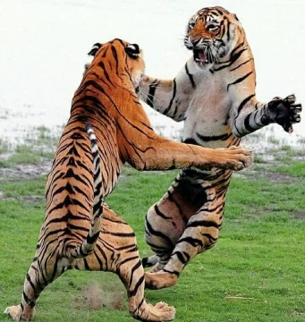 El video de una brutal pelea de dos tigres de bengala frente a un grupo de turistas