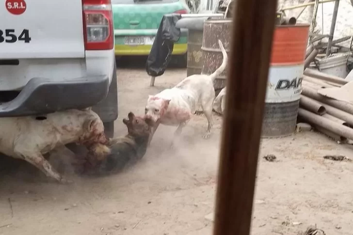 Horror: captura perros callejeros para darle de comer a sus dogos