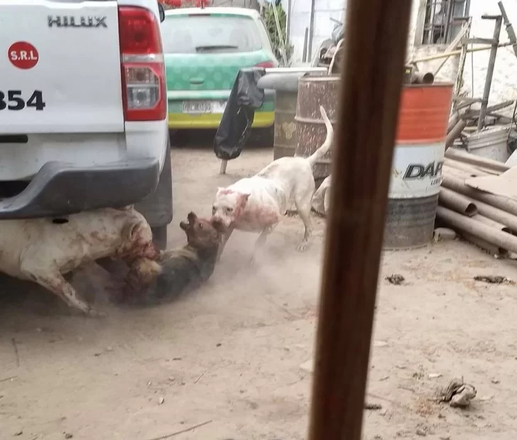 Horror: captura perros callejeros para darle de comer a sus dogos