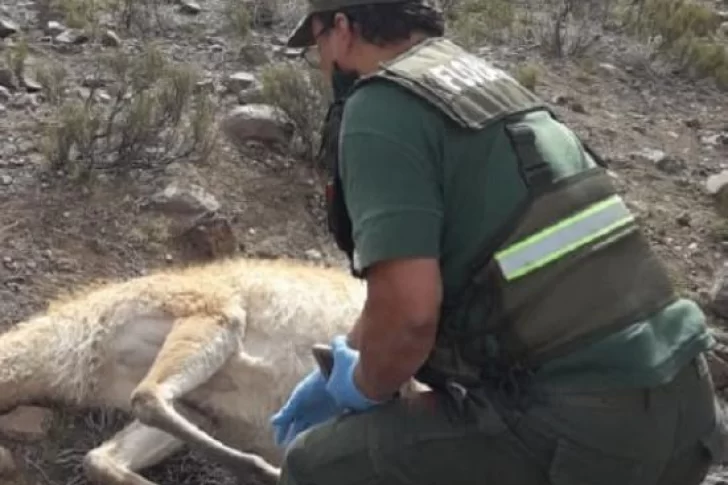 Un empleado de Ambiente y el encargado de una reserva, detenidos por caza ilegal