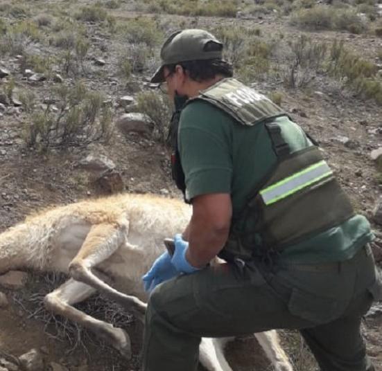 Un empleado de Ambiente y el encargado de una reserva, detenidos por caza ilegal