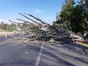 Bomberos debieron remover un árbol que ocupó una calzada de Ruta 20