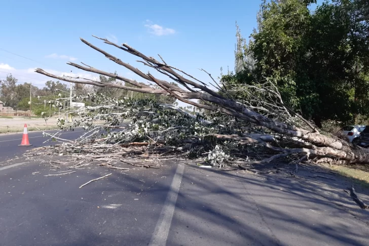 Bomberos debieron remover un árbol que ocupó una calzada de Ruta 20