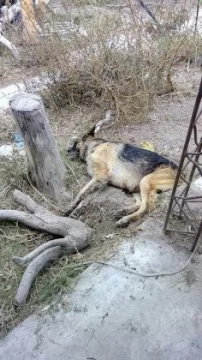 Envenenaron a 4 perros para robar cinco cubiertas de camión