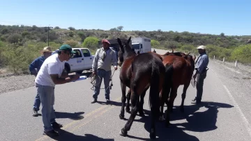 Capturaron a 16 animales en las rutas en lo que va de octubre