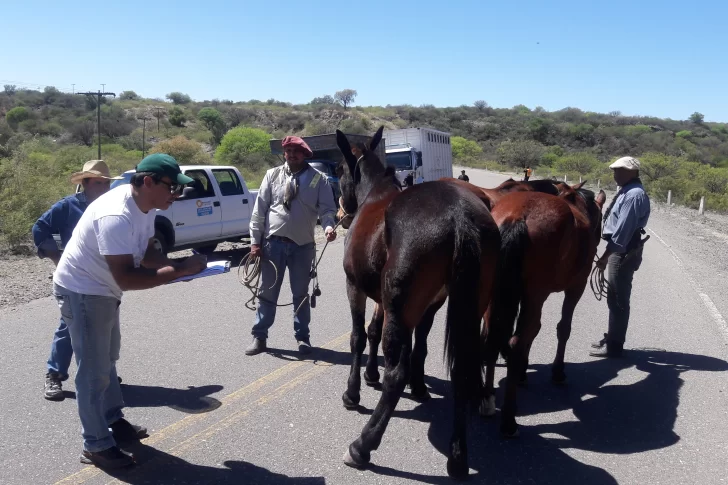 Capturaron a 16 animales en las rutas en lo que va de octubre