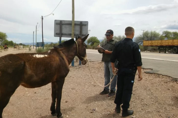 Siguen levantando animales sueltos en las rutas