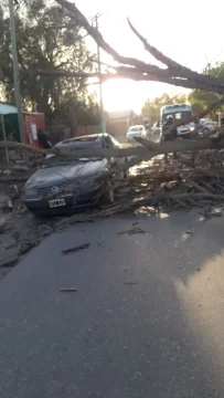 Un árbol cayó sobre un auto y lo destruyó por completo