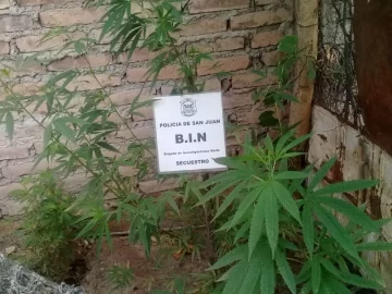 Robaron una bicicleta y la vendieron: el comprador cayó por tener una plantación de marihuana