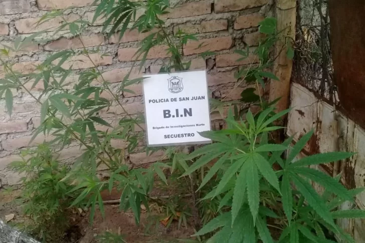 Robaron una bicicleta y la vendieron: el comprador cayó por tener una plantación de marihuana