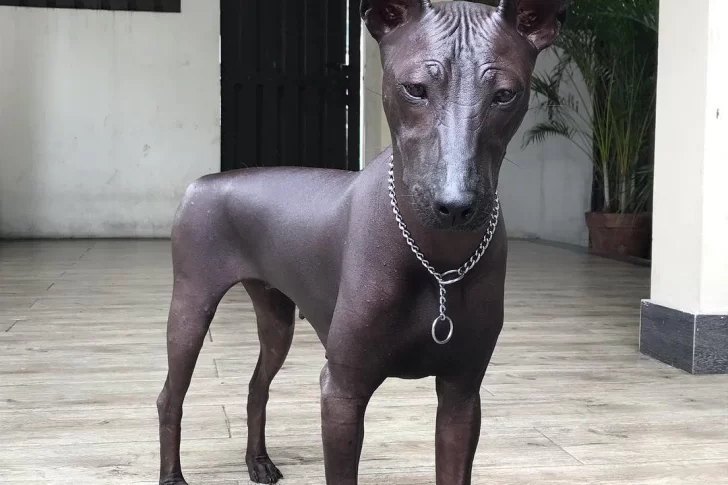 ¿El perro es real o estatua?, el nuevo reto viral