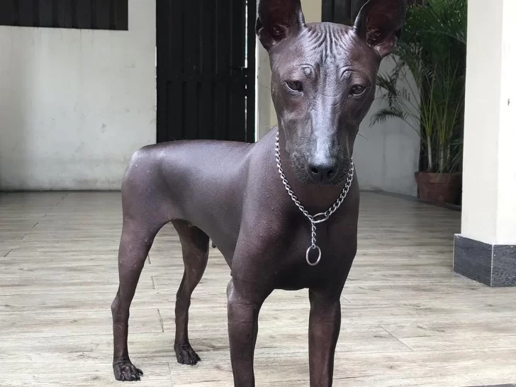 ¿El perro es real o estatua?, el nuevo reto viral