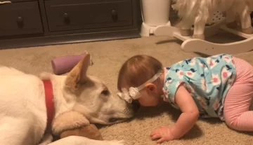 Se viraliza la tierna escena que protagonizan un perro y una bebé