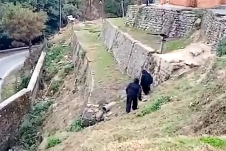 [VIDEO] Policías se disfrazan de osos para ahuyentar a monos invasores