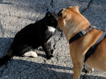 [VIDEO] La entrañable amistad entre un perro y un gato que conmueve a las redes