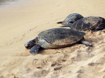 Las redes sociales se conmovieron por los cientos de tortugas que anidan en las playas