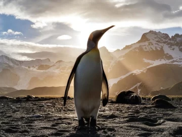 [VIDEO] Pingüinos salieron a pasear por las calles vacías de Sudáfrica