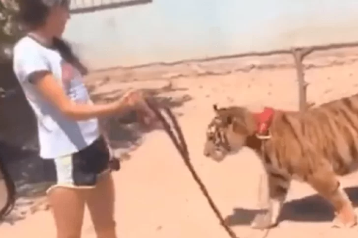 Graban a una joven paseando a un tigre con una correa como si fuera un perro