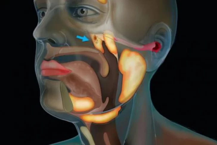 Científicos holandeses descubrieron un nuevo órgano humano