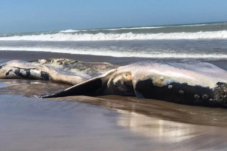 Una ballena franca apareció muerta en una playa de Necochea y fue enterrada