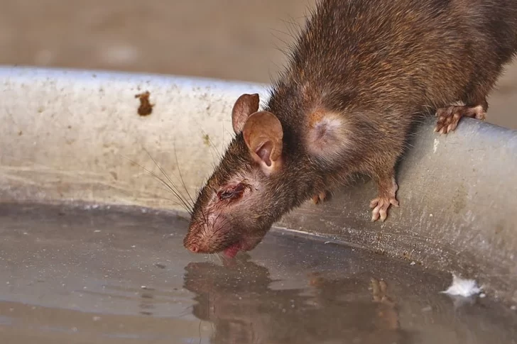 ¿La pandemia hace que las ratas se vuelvan más agresivas?