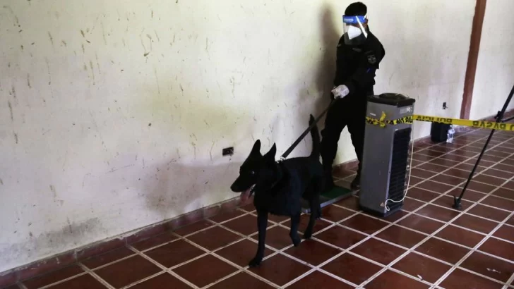 [VIDEO] Un país de América Central utilizará perros para detectar el coronavirus en personas