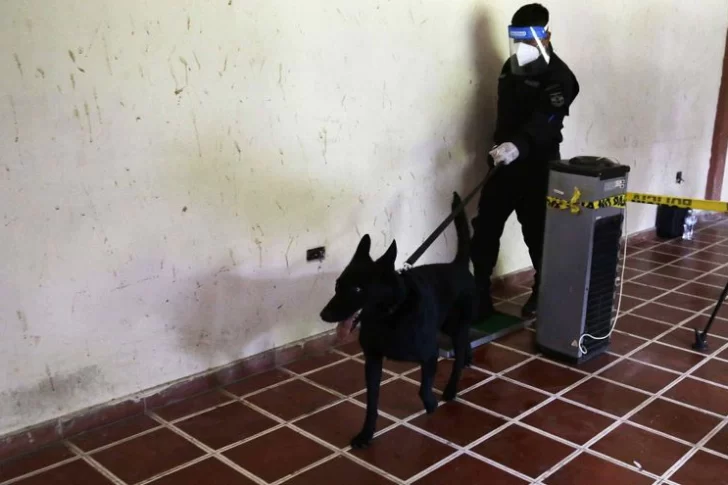 [VIDEO] Un país de América Central utilizará perros para detectar el coronavirus en personas