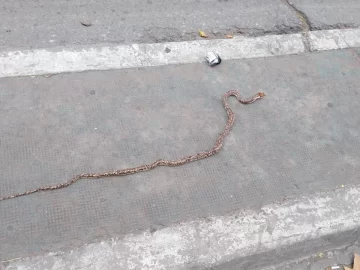 La cuarentena hizo salir a las víboras a la calle