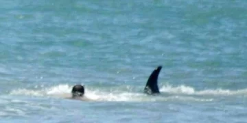 Una orca sorprendió a los bañistas de Monte Hermoso al pasar a 400 metros de la costa