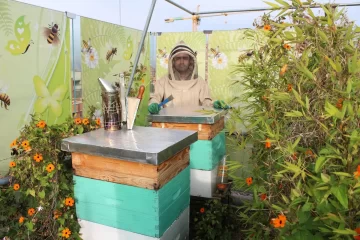 Estudian cómo preservar a las abejas en ciudades