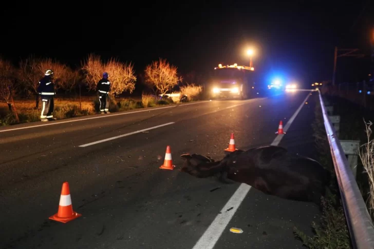 Circulaba en su camioneta y chocó con un caballo