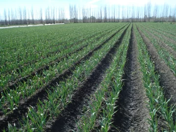 Cómo impacta el cambio en los reintegros a las exportaciones en la agricultura local