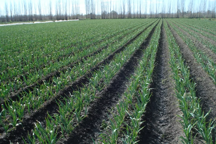 Cómo impacta el cambio en los reintegros a las exportaciones en la agricultura local