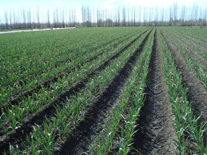 Cómo impacta el cambio en los reintegros a las exportaciones en la agricultura local