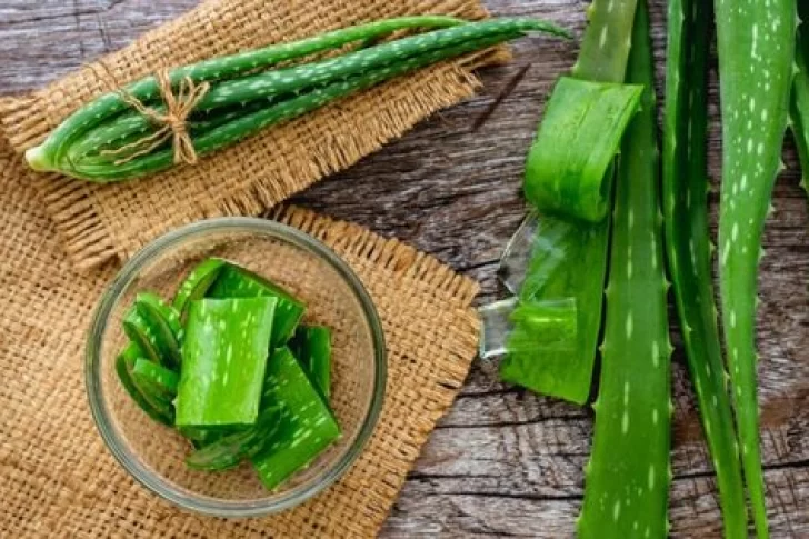 ¿Sabías que el aloe vera ayuda a adelgazar? Ese y otros beneficios de la súperplanta