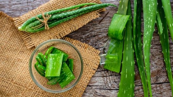 ¿Sabías que el aloe vera ayuda a adelgazar? Ese y otros beneficios de la súperplanta