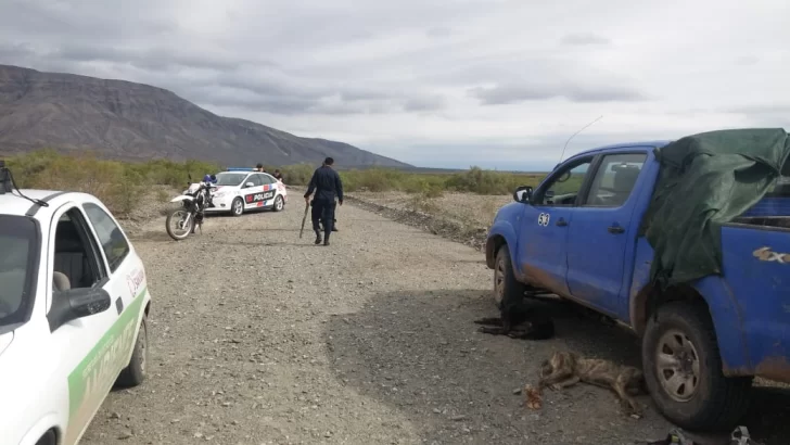 En plena cuarentena, cinco cazadores caen con 3 maras y 4 guanacos faenados