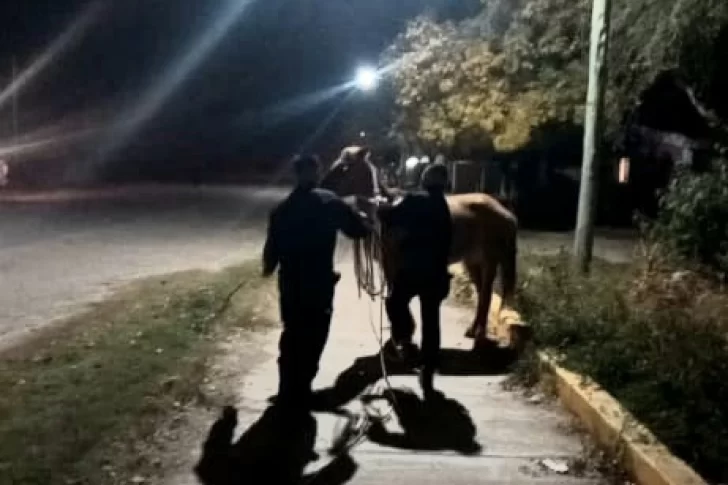 Secuestraron 20 animales sueltos en inmediaciones de rutas de Valle Fértil