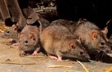 Bariloche: confirman el primer caso de hantavirus en pleno repunte de casos de coronavirus