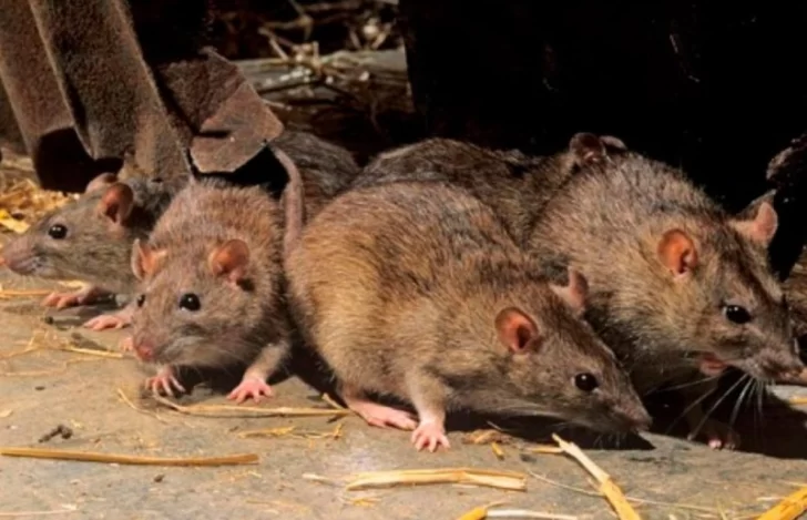 Bariloche: confirman el primer caso de hantavirus en pleno repunte de casos de coronavirus