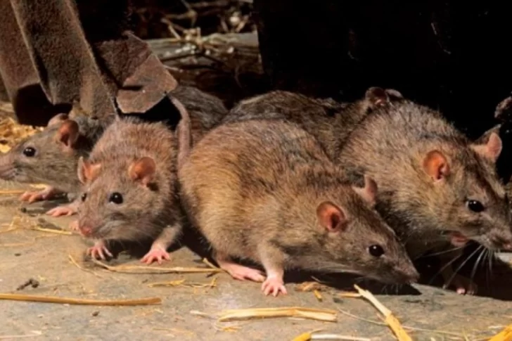 Bariloche: confirman el primer caso de hantavirus en pleno repunte de casos de coronavirus