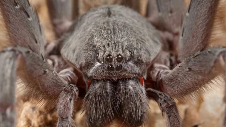 Tamaño increíble: luego de la araña “cabeza de gato” llega la aterradora “Araña Monstruo”