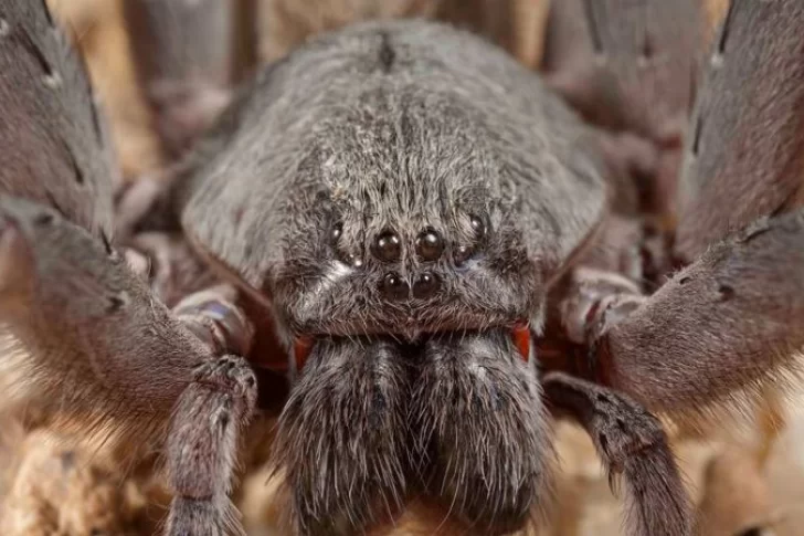 Tamaño increíble: luego de la araña “cabeza de gato” llega la aterradora “Araña Monstruo”