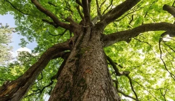 Robó 3 celulares y huyó: la policía lo encontró escondido arriba de un árbol