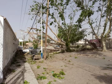 Por el fuerte viento de ayer, un enorme árbol cayó sobre dos autos